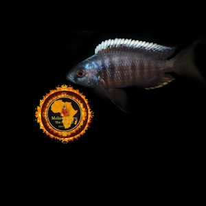 Die Nonmbuna-Galerie